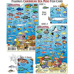 Card, Caribbean Reef Mini Id